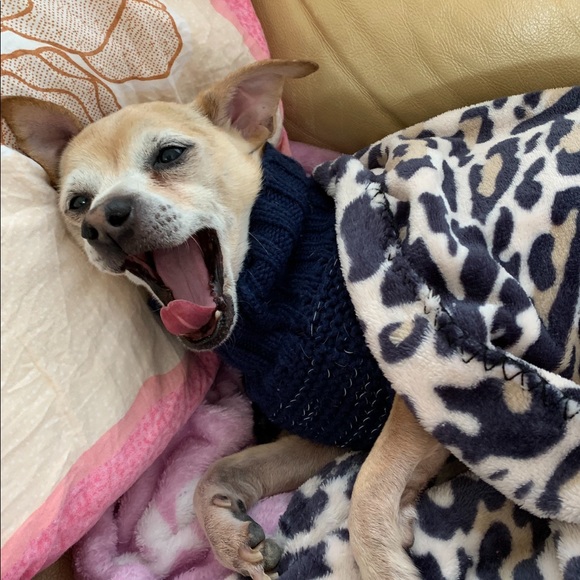 Meet your Posher, Rose - Picture 3 of 7